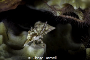 "I Salute You" 
Macabuca, Grand Cayman by Chase Darnell 